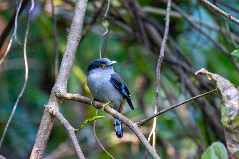 The White-crested Laughingthrush (left) and Silver-breasted-Broadbill (right) are low-elevation species and likely to be disproportionately impacted by climate change