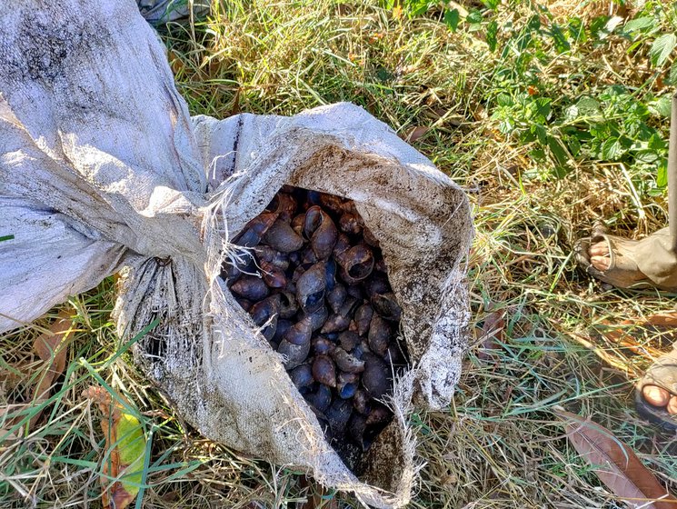 Right: Shells of dead Giant African Snails which were collected after they were killed in a drum of salt water