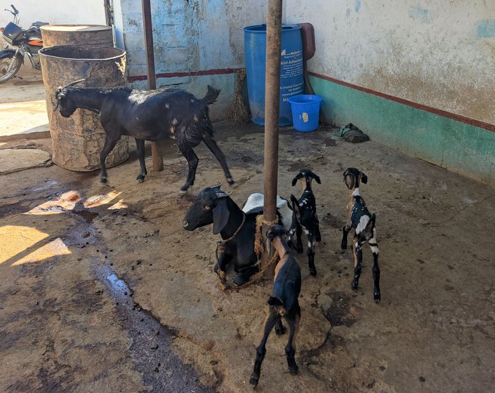 Right: Rajeshwari and Ramulu have started herding goats after taking a loan from a moneylender