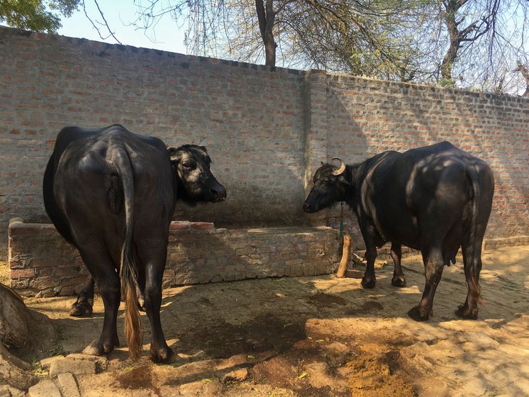 Kanta's work-worn hand from toiling in the fields and tending to the family's buffaloes. When her third child was also a girl, she started taking contraceptive pills