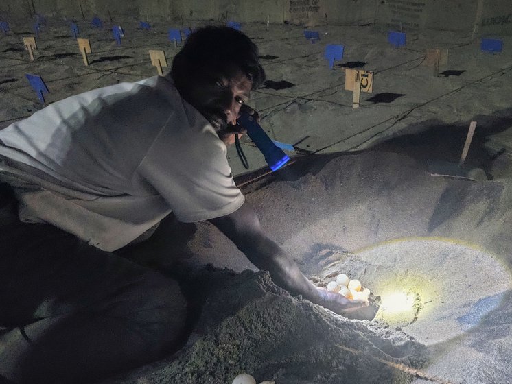 Lakshmayya buries the Olive Ridley turtle eggs he collected at RK Beach at the hatchery. 'In the hatchery the eggs are safe,' he says.