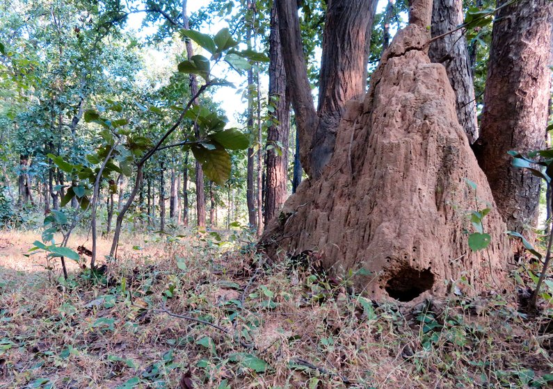 Ant hills in the Satpura tiger reserve of MP. 'Deforestation and fragmentation coupled with climate change are leading to disturbed habitats', says Dr. Himender Bharti, India’s ‘Ant Man’