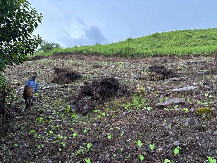 Right: Samson walks through a patch of the hill where vegetables like bananas, peas, potatoes and cabbages are grown