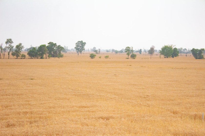 Right: Wheat fields in the village before being harvested in April