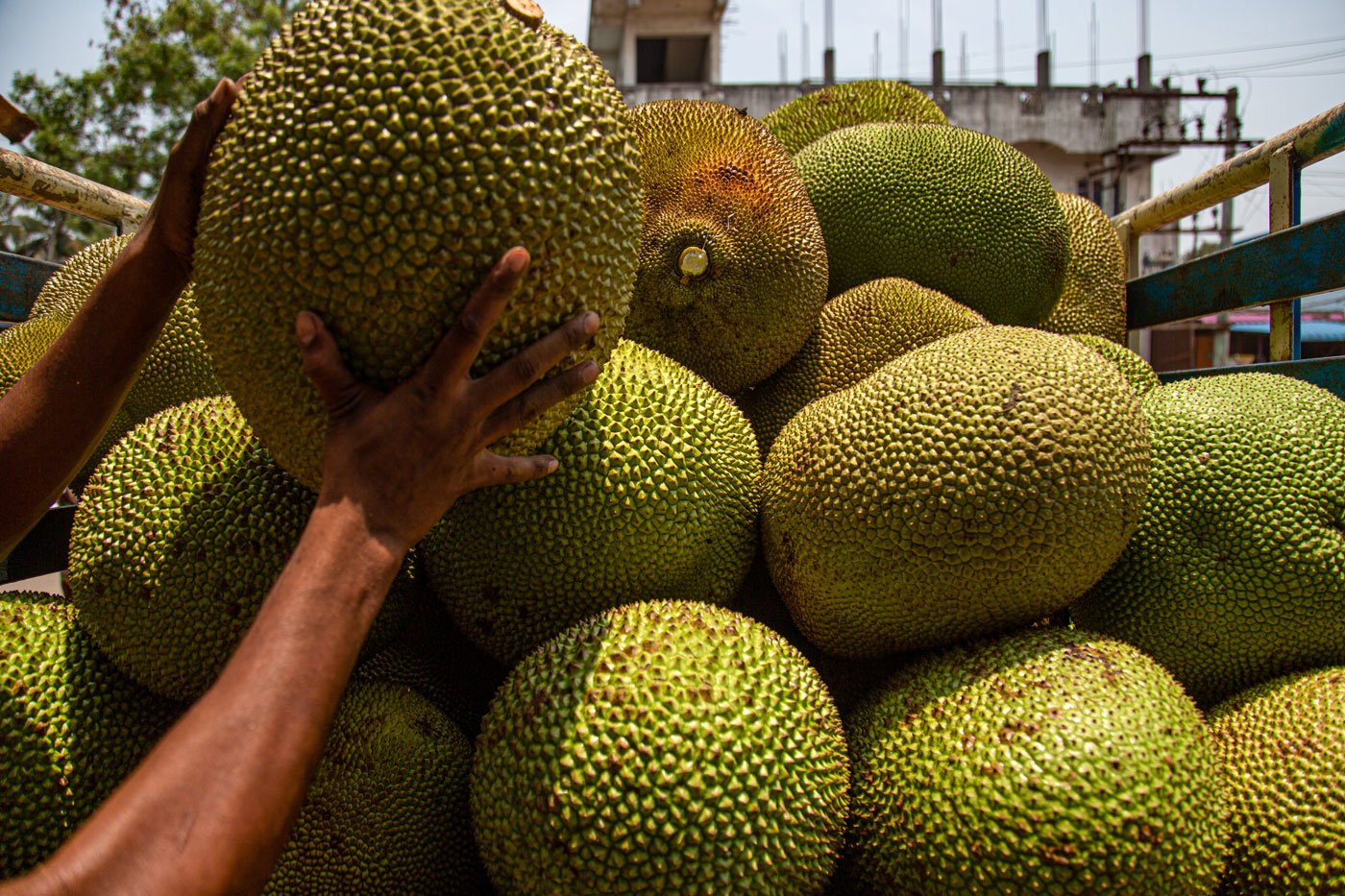 With their distinctive shape, smell and structure, jackfruits are a sight to behold but not very easy to fetch, carry and transport