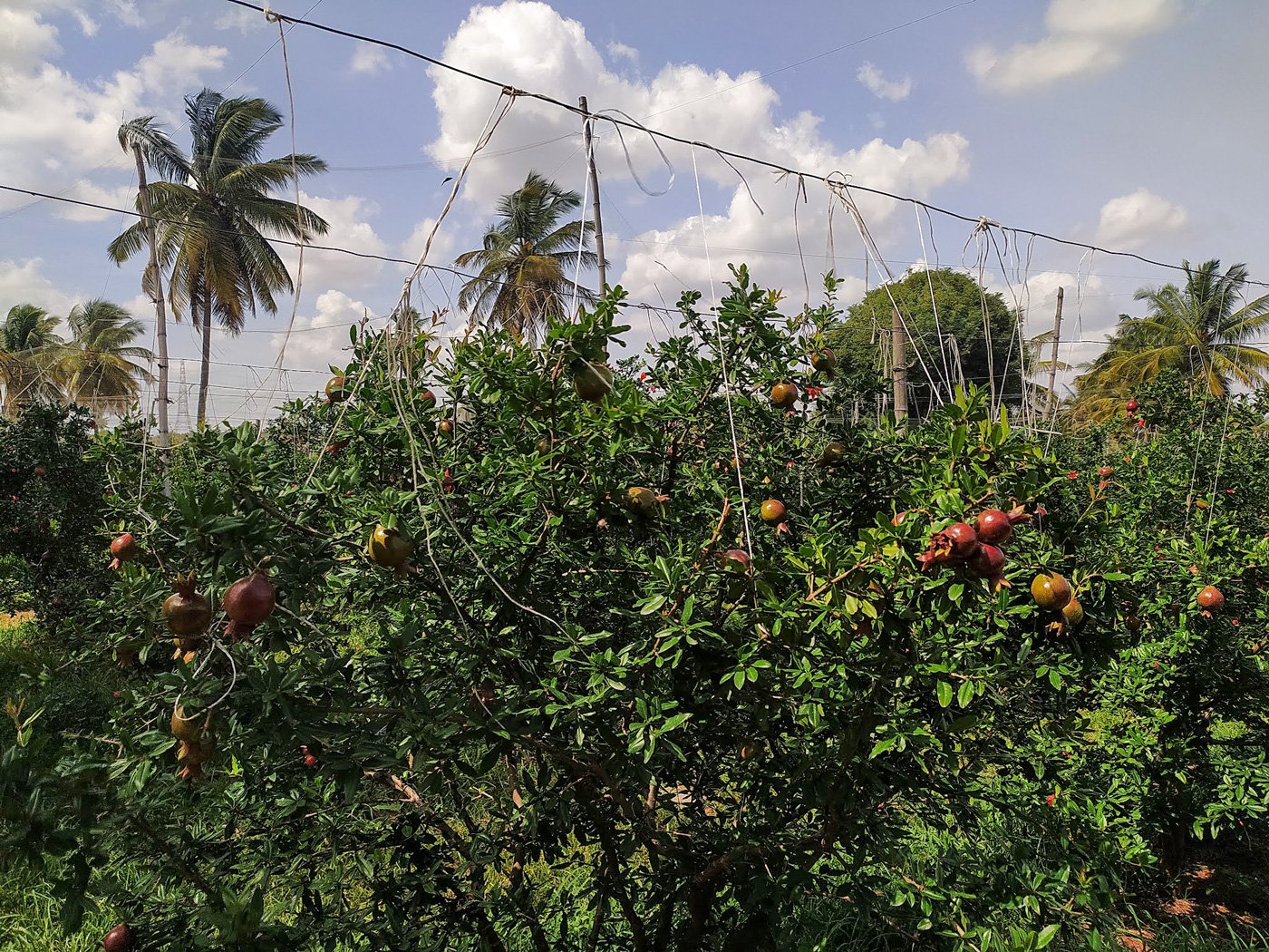 Pomegranate fruits are tied to wires above to providing support. Chethan says one pomegranate weighs 250-300 grams