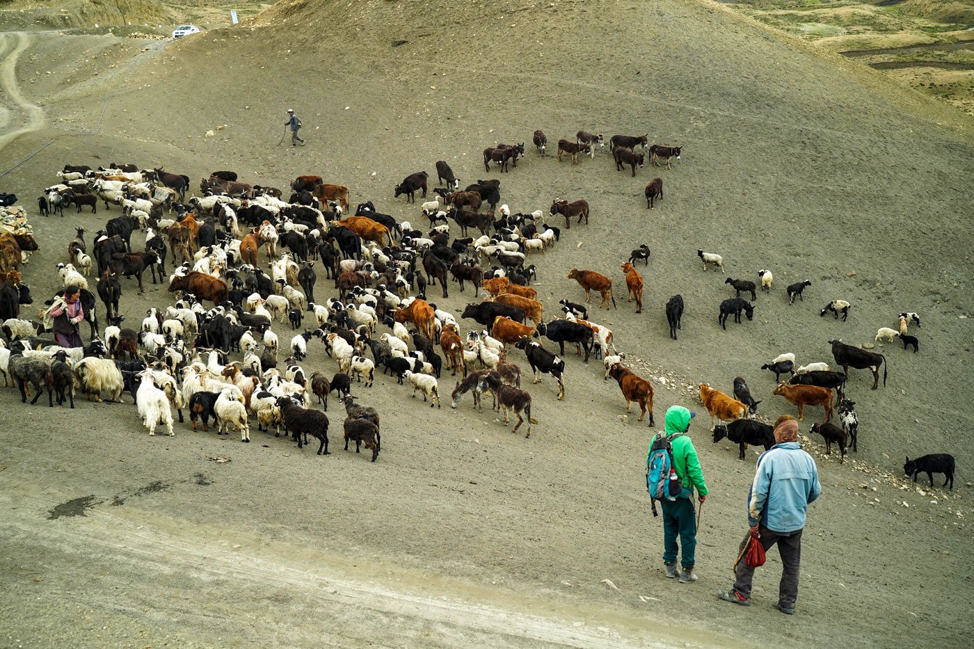 Chhering Angdui and other herders waiting for all the animals to gather to take them for grazing to higher pastures