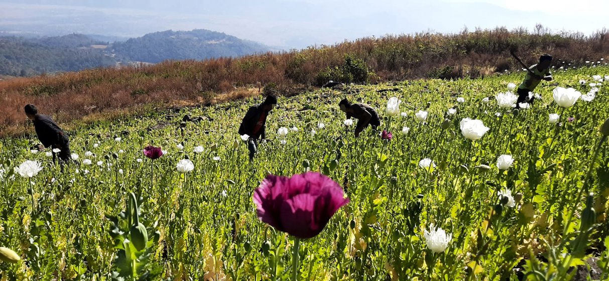 Farmers and residents of Ngahmun village slashing the poppy plantations after joining Chief Minister Biren Singh’s War on Drugs campaign in 2020