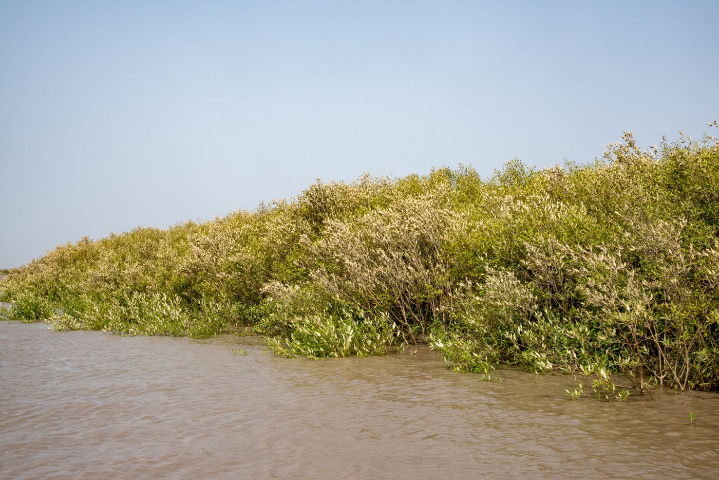 The thick mangrove cover of the Marine National Park and Sanctuary located in northwest Saurashtra region of Gujarat