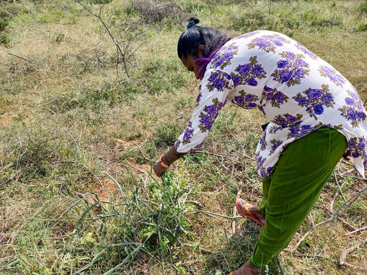 Foraging and harvesting pirandai (Cissus quadrangularis), the creeper twisted over plants and shrubs