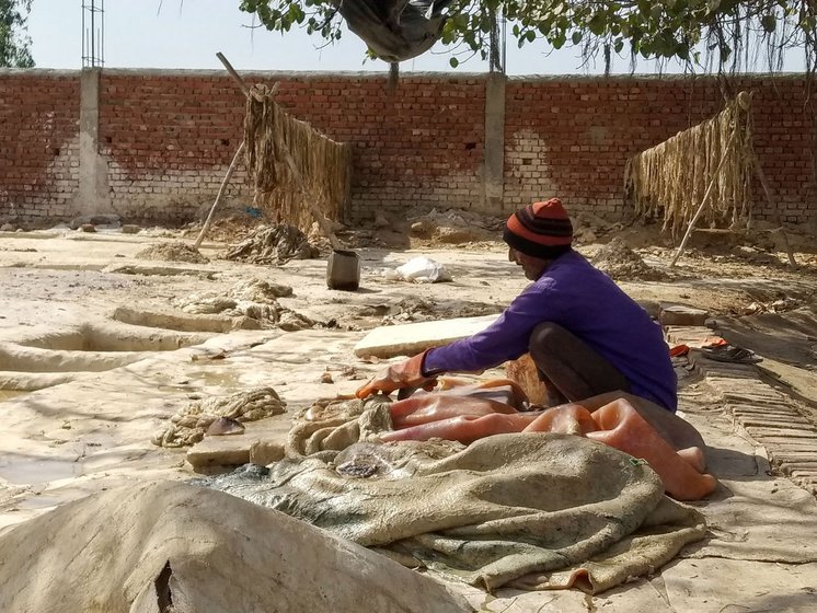 Left: A rafa (iron knife) is used to remove the flesh. This process is called chillai