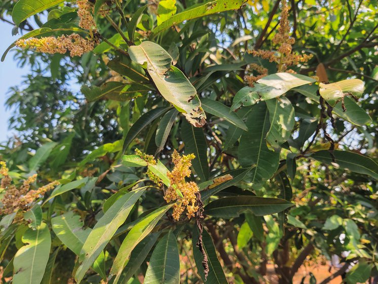 These mango flowers in Nagaraju's farm aren’t dry and in a better condition