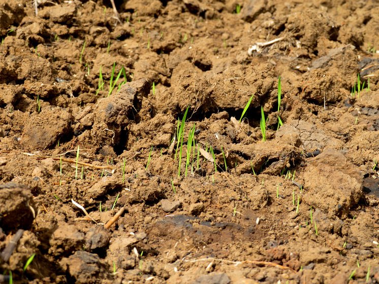 Along with uneven rainfall, falling yields and rising temperatures, the fertility of the soil is also decreasing, farmers in Shahapur taluka say

