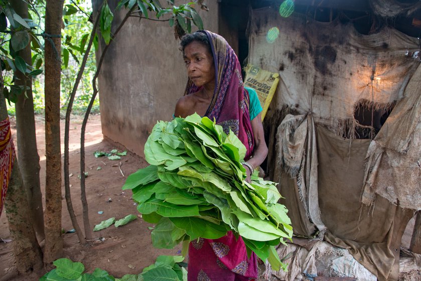 Left:  Champa Mallick of Benashuli with the sal leaves she has collected at her home, for sale in the local weekly market.