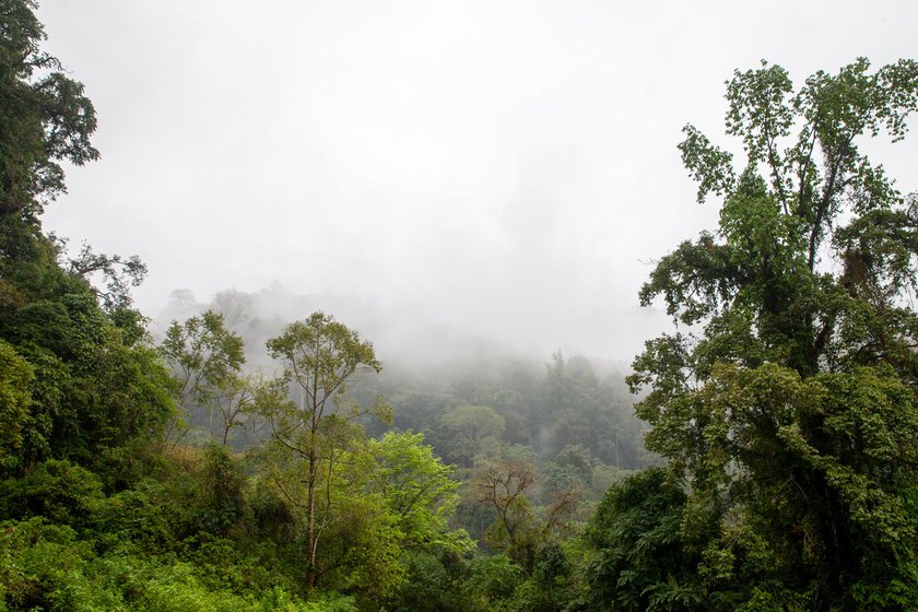 Fog envelopes the hills and forest at Sessni in Eaglenest . Micah (right) checking the mist-netting he has set up to catch birds