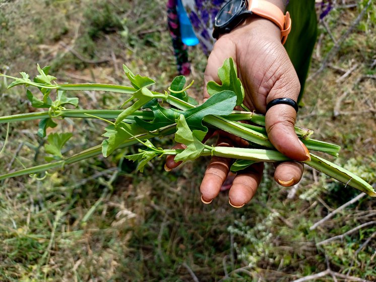 Foraging and harvesting pirandai (Cissus quadrangularis), the creeper twisted over plants and shrubs
