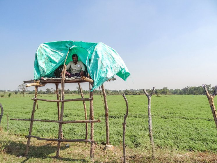 Vasudev Narayan Bhogekar, 50, of Chandrapur district is reeling under crop losses caused by wild animals