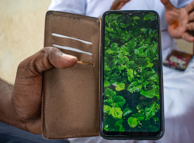 Right: A farmer shows plants where pests have eaten through the leaves