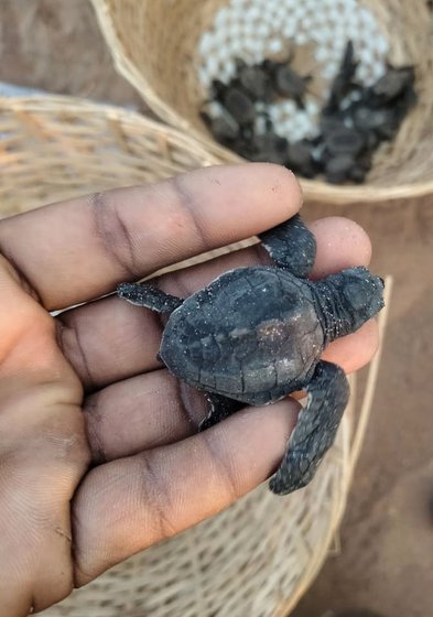 After the eggs hatch, the hatchlings are carefully transferred into the a butta (left) by the guards. The fishermen then carry them closer to the beach