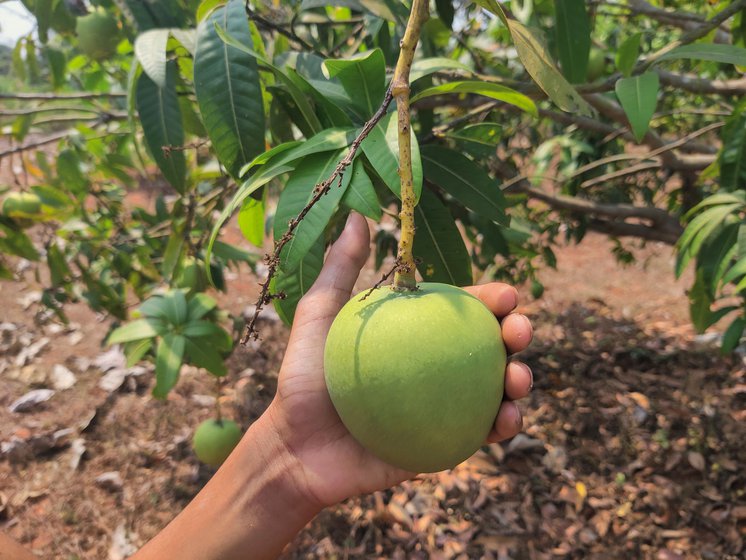 The green and round Panduri mamidi is among his favourite