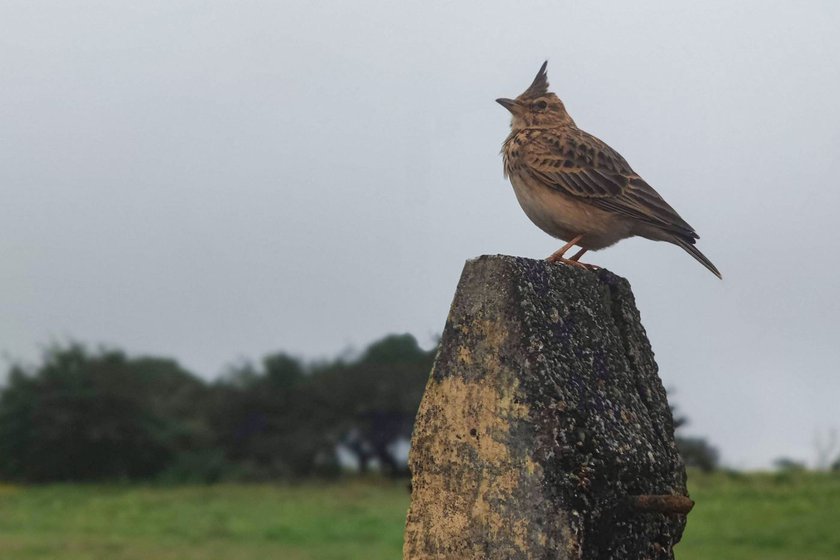 The Malabar crested lark (right) is among the many birds and mammals that aid the ecosystem’s functioning here.