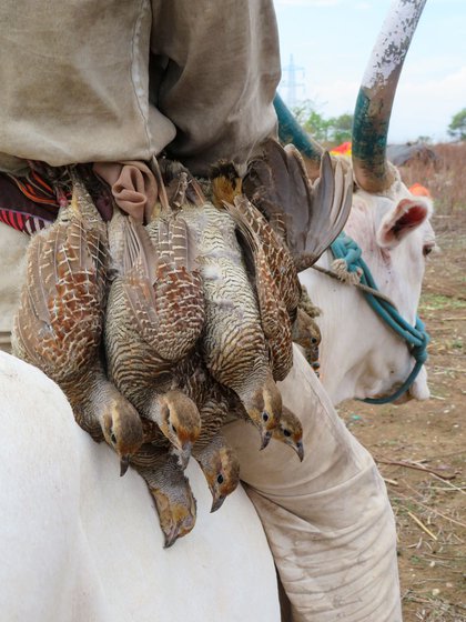 Naresh and other men from the settlement go hunting for teetar (partridge) in nearby forest areas. The birds are eaten or sold by the families