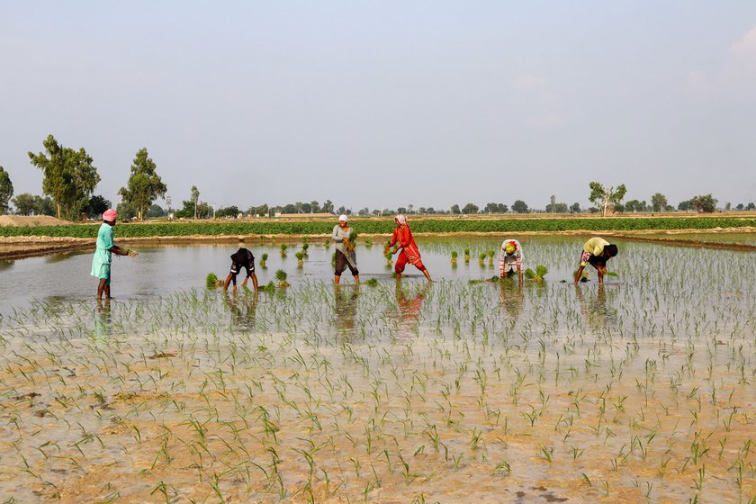 Each family of farm labourers is paid around Rs. 3,500 for transplanting paddy on an acre of land. They earn an additional Rs. 300 if the nursery is located at a distance of about two kilometres from the field