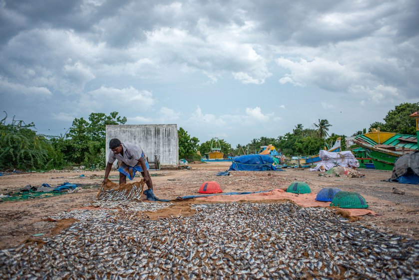 As evening approaches, Sakthivel collects the drying fish