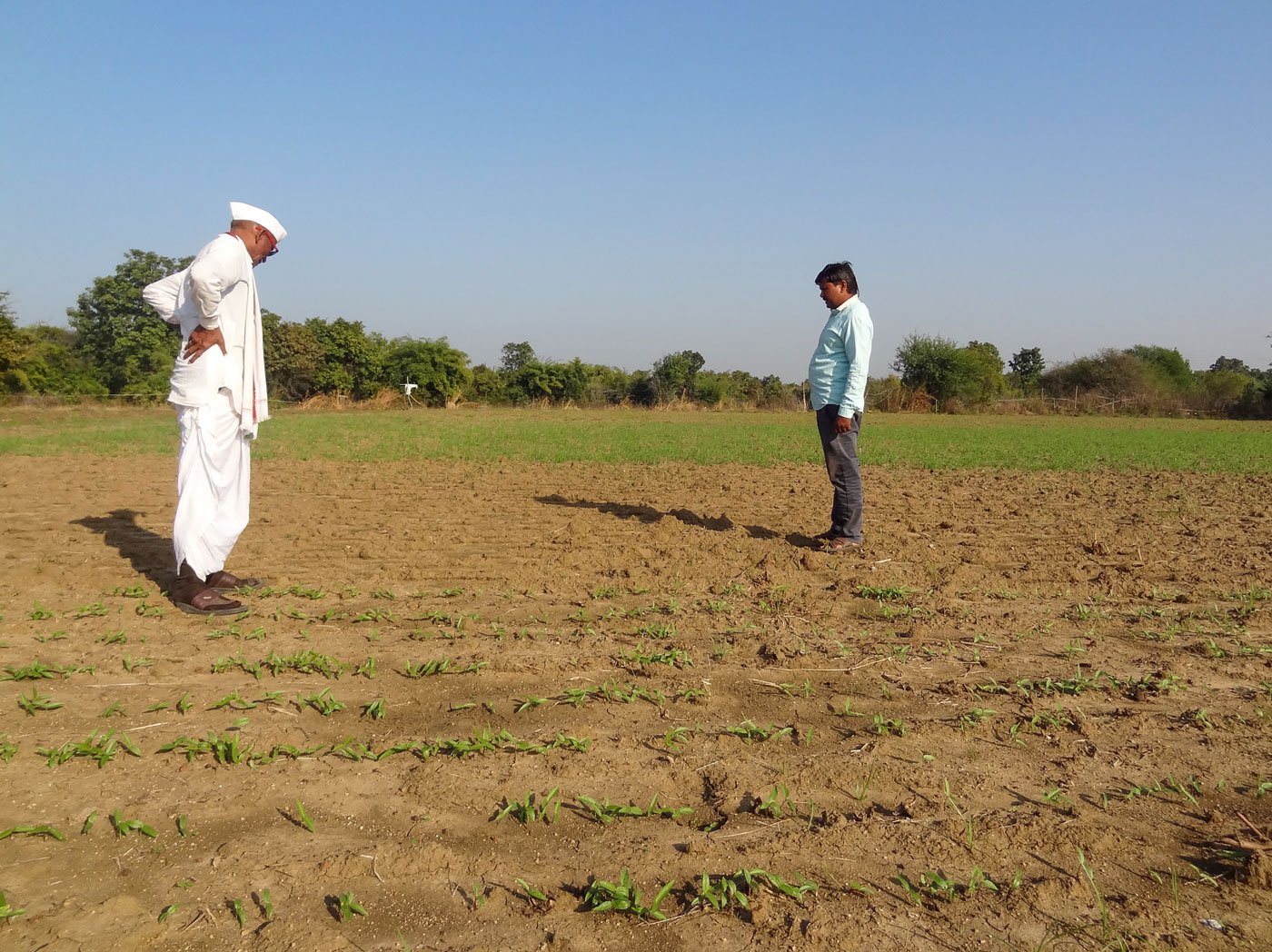 Vitthal Badkhal inspecting the farm of one of his close volunteers, Gopal Bonde in Chiprala village of Bhadravati tehsil , close to the buffer area of the TATR. The farm is set for rabi or winter crop, and already wild animals have announced their arrival on his farm