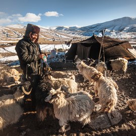 Karma Rinchen (a Changpa) is herding the pashmina goat. 'Changpa' is a tribe found in the high altitudes of Ladakh