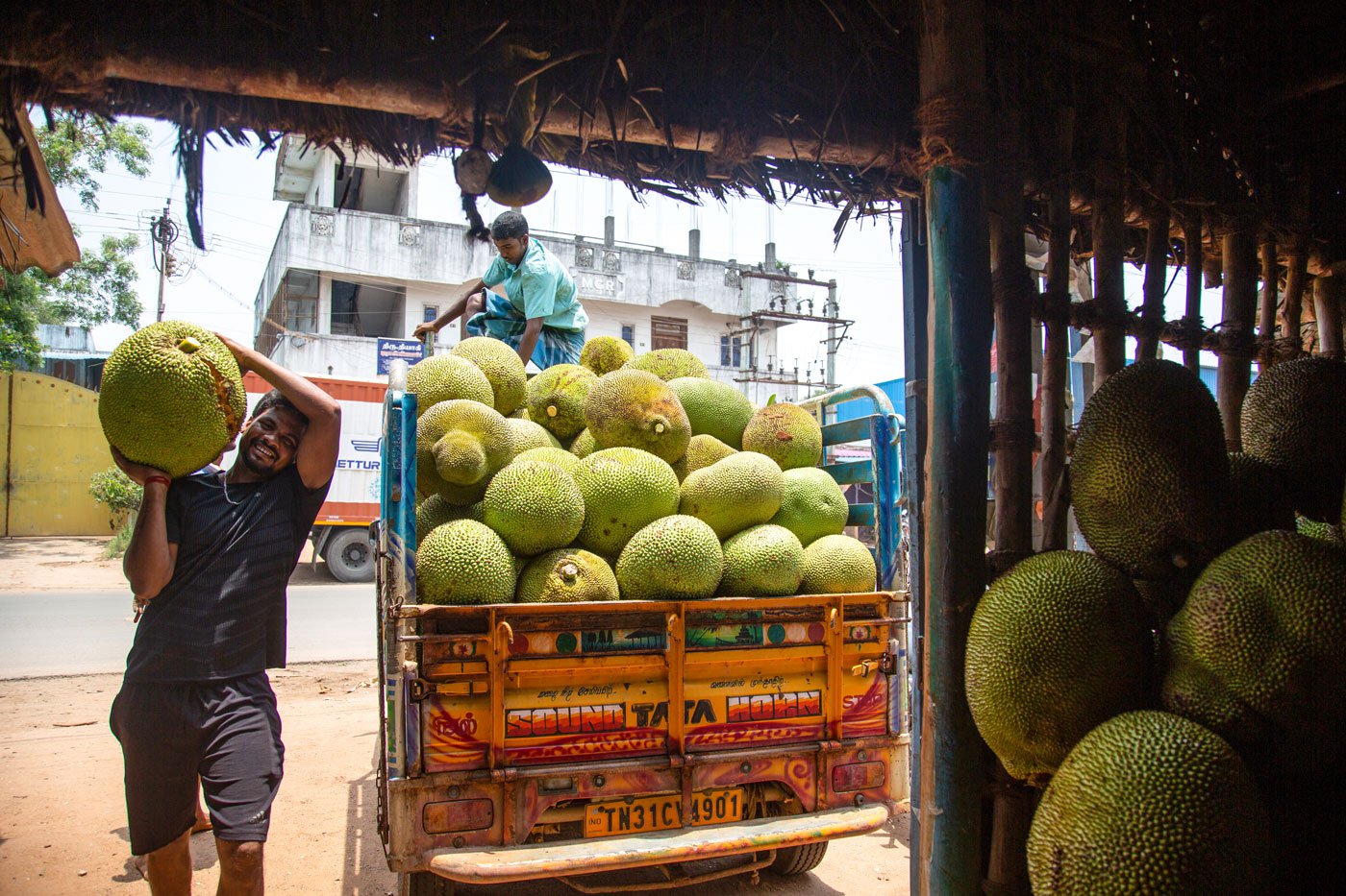 Jackfruit trading involves uncertainties. Even if the harvest is big, some fruits will rot, crack open, fall down and even get eaten by  animals