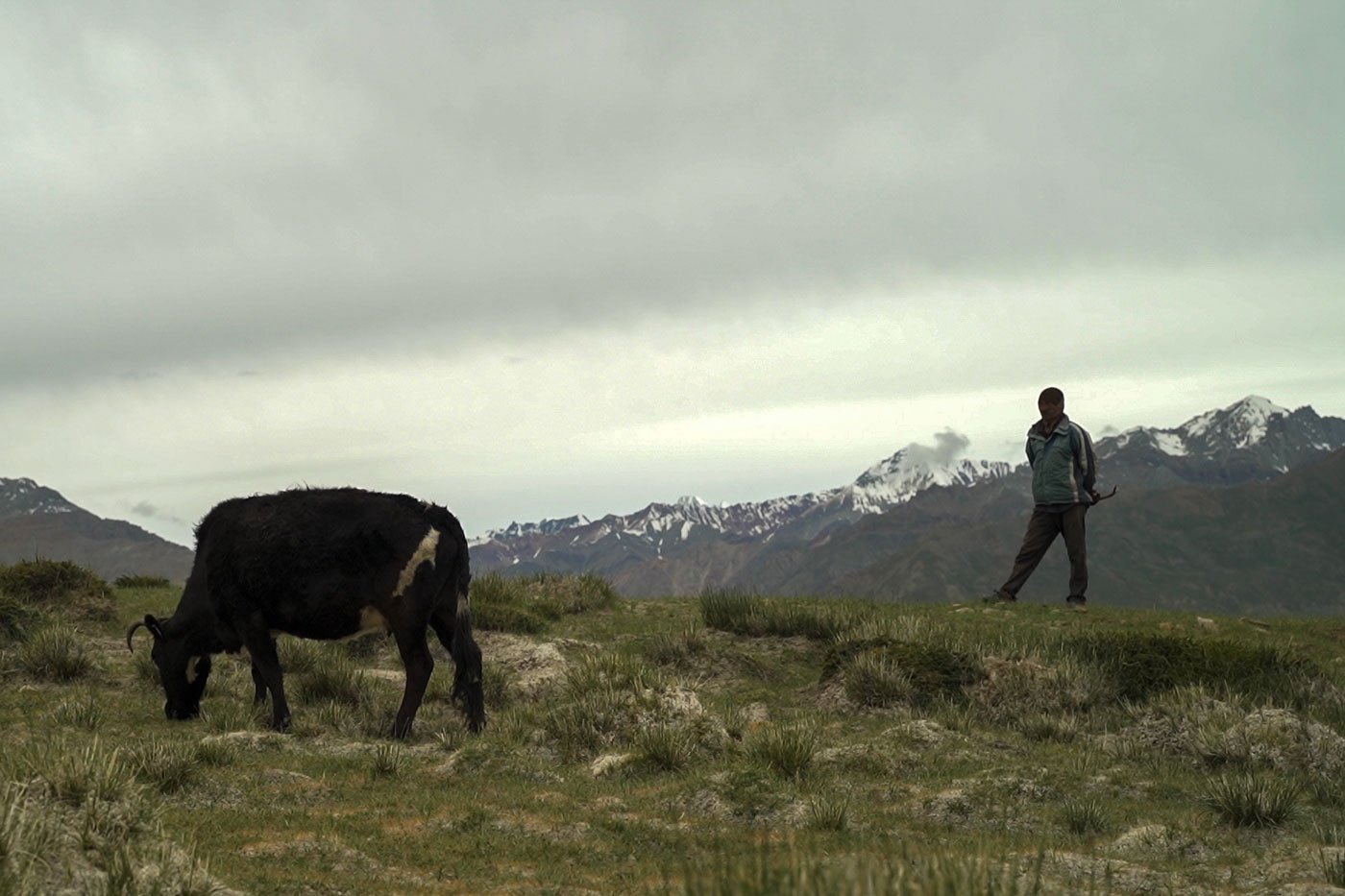 Animals from Langza village grazing in the high altitude areas of Himachal Pradesh