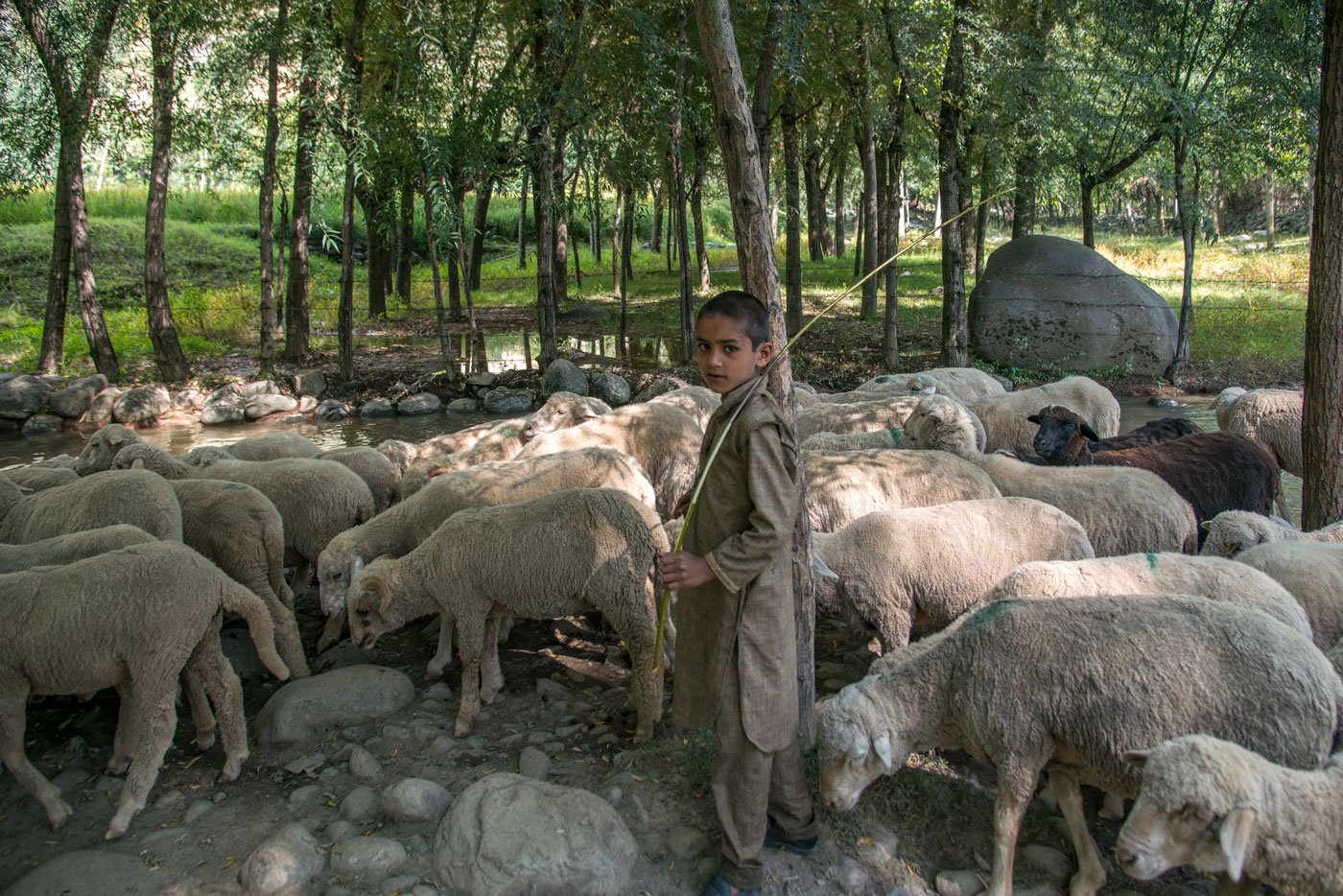 Young Rafiq belongs to a Bakarwal family and is taking his herd back to his tent