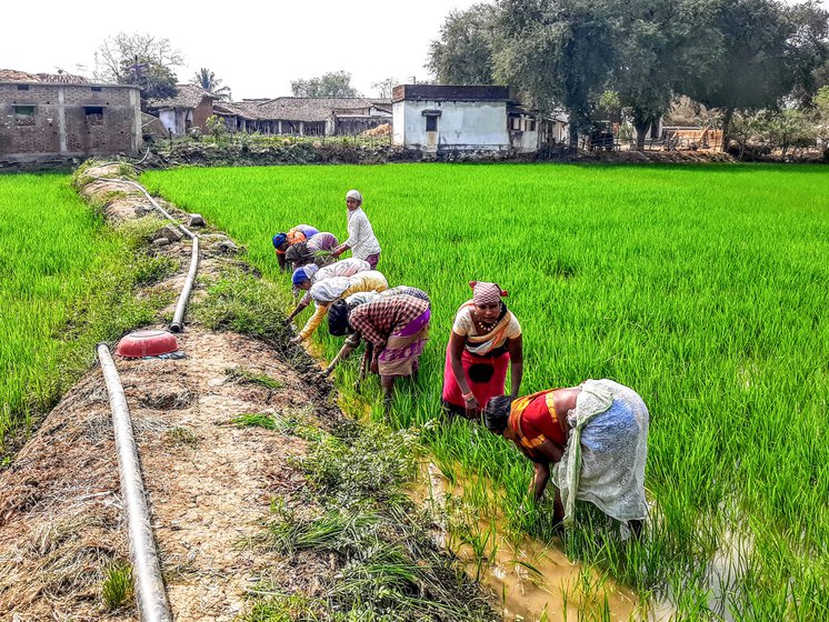 Women at work in the paddy fields of Chhattisgarh