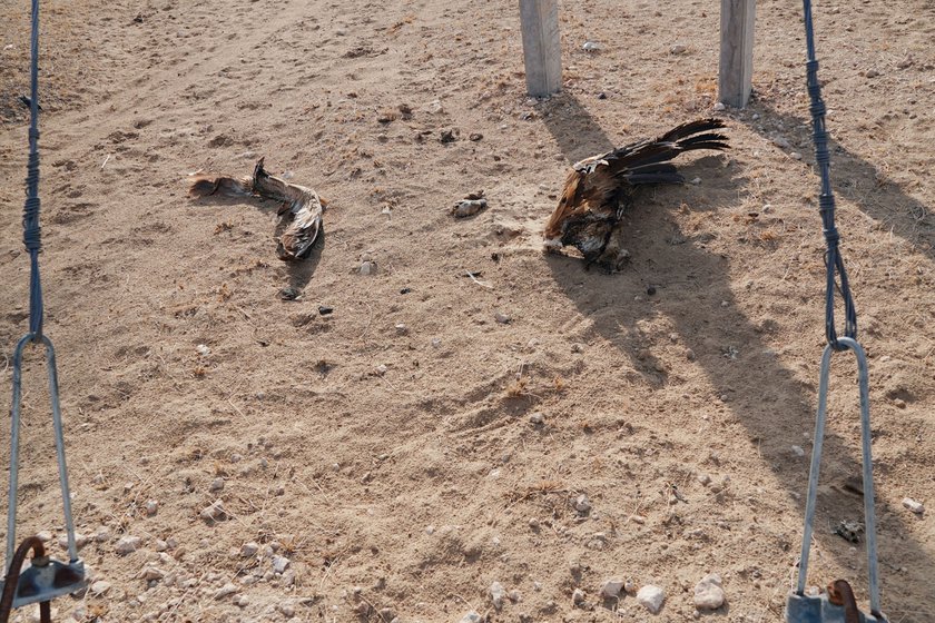 Left: The remains of a dead griffon vulture in Bhadariya near a microgrid and windmill.