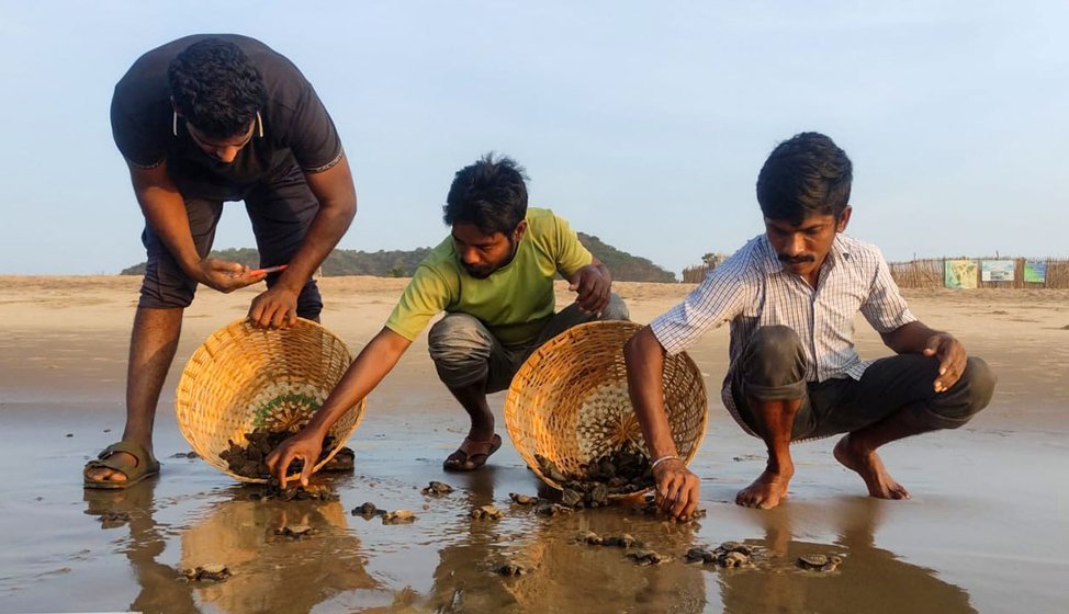 Guards at the Sagar Nagar hatchery gently releasing the hatchlings into the sea