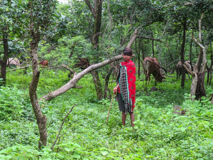 Rahidas Pawra and his friends takes the cattle out to grazing every day since the school closed. 'I don’t feel like going back to school', he says.