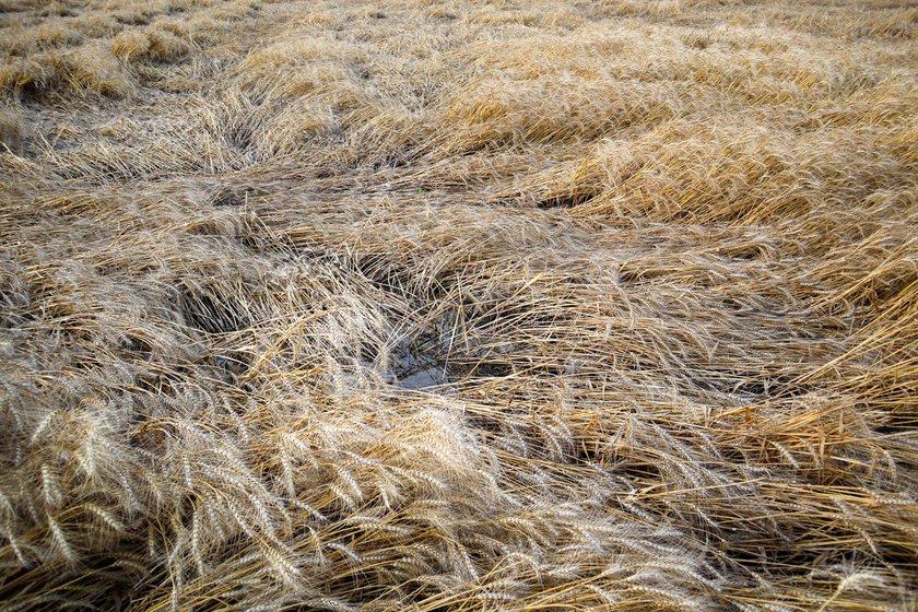 Damage caused in the farmlands of Buttar Bakhua. The wheat crops were flattened due to heavy winds and rainfall, and the water remained stagnant in the field for months