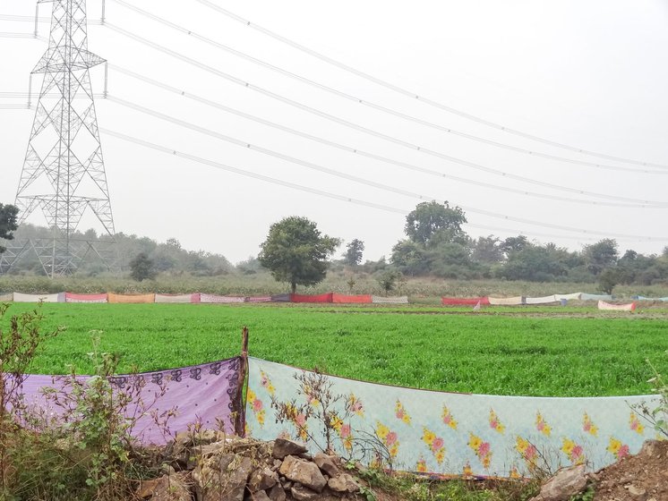 Farmers are trying various ideas to keep wild animals out. Some farmers tie naphthalin balls tied to the plant (left) and believed to repulse animals with the smell. A cost-effective way solution is using synthetic sarees (right) as fences