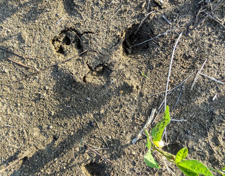 Gopal Bonde’s farms bear tell-tale pug marks of wild animals that have wandered in – rabbits, wild boar and deer