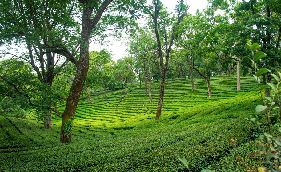In Kangra district, 96 per cent of holdings of tea gardens are less than two hectares. More than half the gardens are in Palampur tehsil, and the rest are distributed across Baijnath, Dharamshala and Dehra tehsil