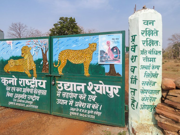 A poster of 'Chintu Cheetah' announcing that cheetahs (African) are expected in the national park