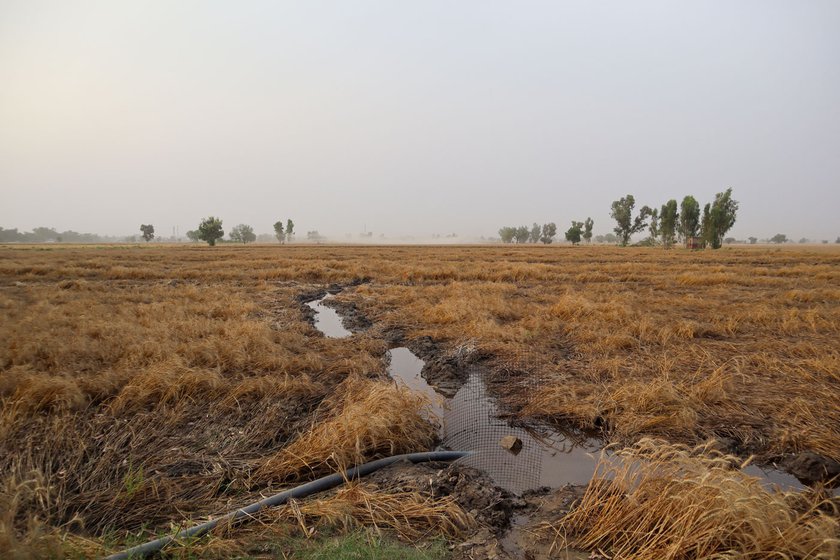 Damage caused in the farmlands of Buttar Bakhua. The wheat crops were flattened due to heavy winds and rainfall, and the water remained stagnant in the field for months