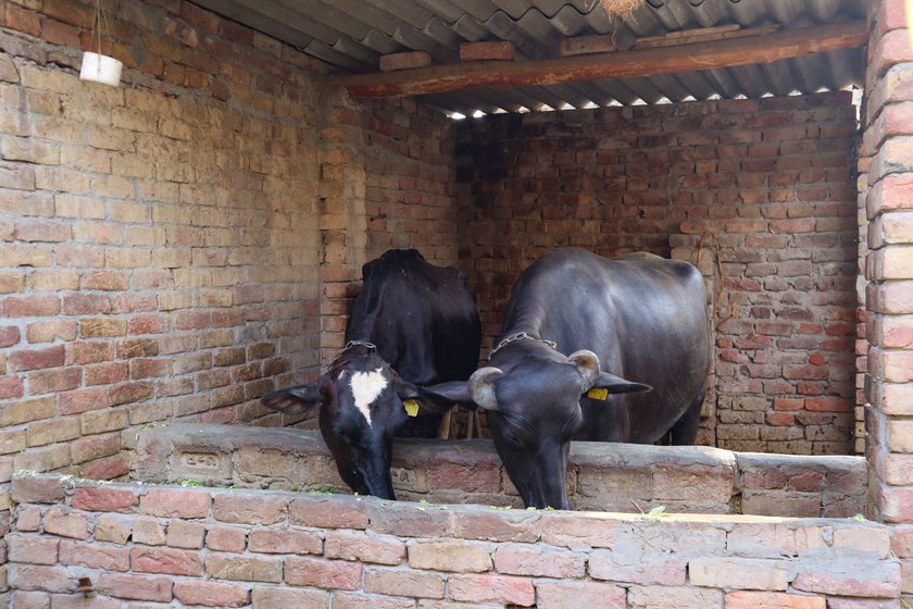 After Neeru’s elder sister Shikhash began working as a medical lab assistant in 2022, the family bought a cow and a buffalo to support their household expenses by selling milk
