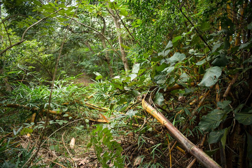 Elephant damaged bamboo plants in Navadarshanam