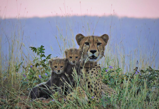 The hundreds of square kilometres of the national park is now exclusively for the African cheetahs. Radio collars help keep track of the cat's movements