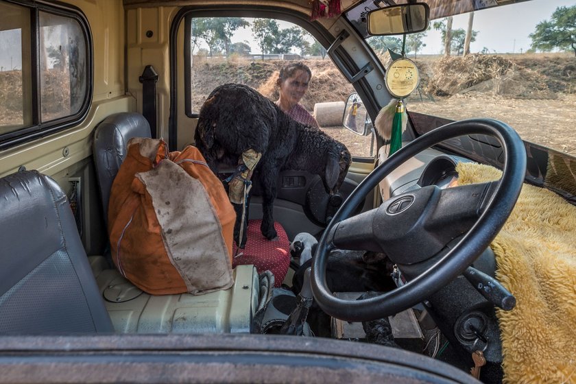 During the migration walks, great care is taken to safeguard the wounded or ill animals – here, a wounded goat had occupied the front passenger seat of a van.

