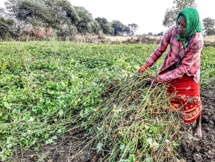 Uma Nishad is harvesting sweet potatoes in a field in Raka, a village in Rajnandgaon district of Chhattisgarh. Taking a break (right) with her family