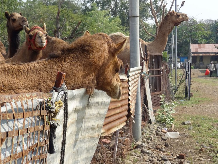 Separated from their herders, the animals now languish in the cow shelter, in the custody of people quite clueless when it comes to caring for and feeding them