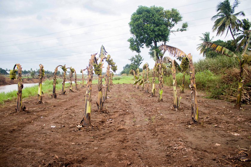 The July 2021 floods caused massive destruction to crops in Arjunwad, including these banana trees whose fruits were on the verge on being harvested